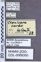 Etiketten zu Selatosomus carbo (LeConte, 1853) (NHMW-ZOO-COL-0008350)